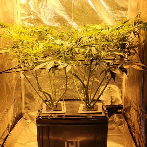 Pineapple growlog timeline photo