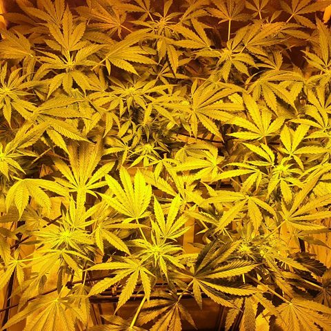 Pineapple growlog timeline photo