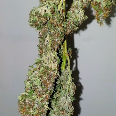 Purple growlog timeline photo