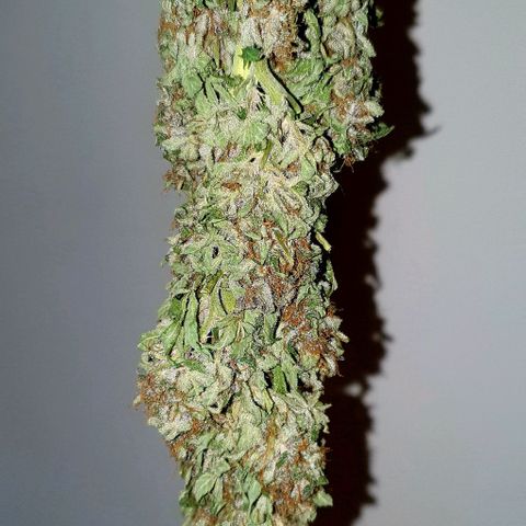 Purple growlog timeline photo