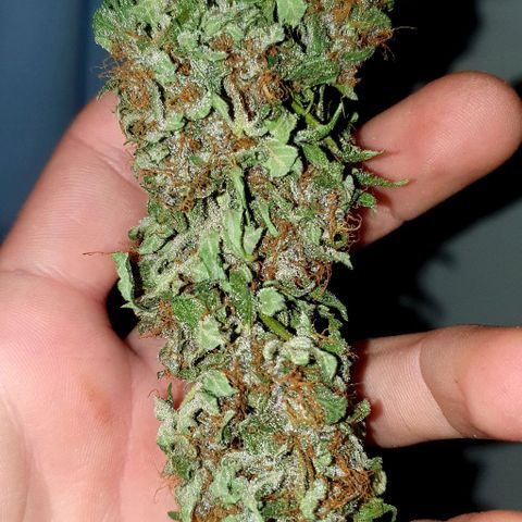 Purple growlog timeline photo