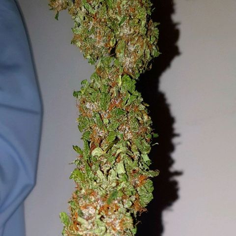 Purple growlog timeline photo