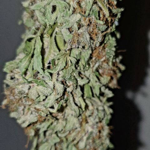 Purple growlog timeline photo