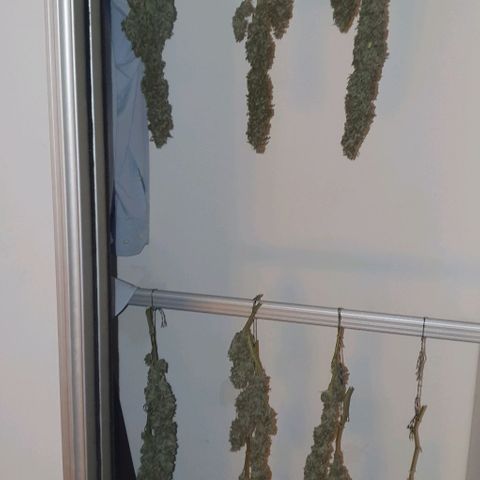 Purple growlog timeline photo