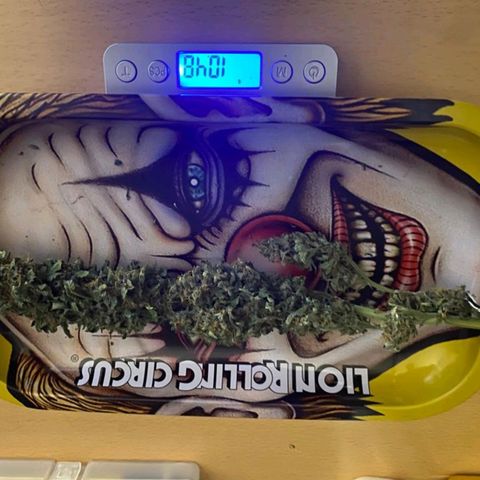 Purple growlog timeline photo