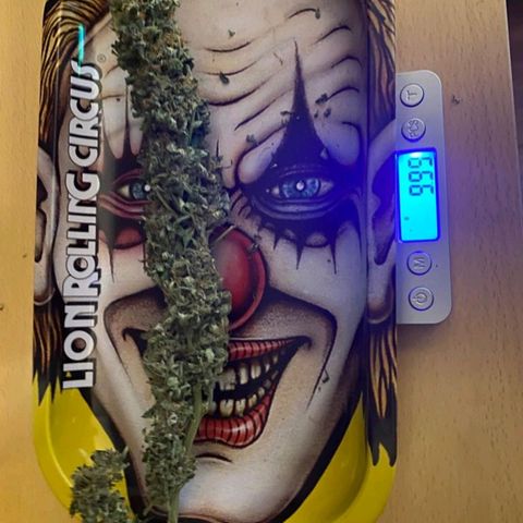 Purple growlog timeline photo