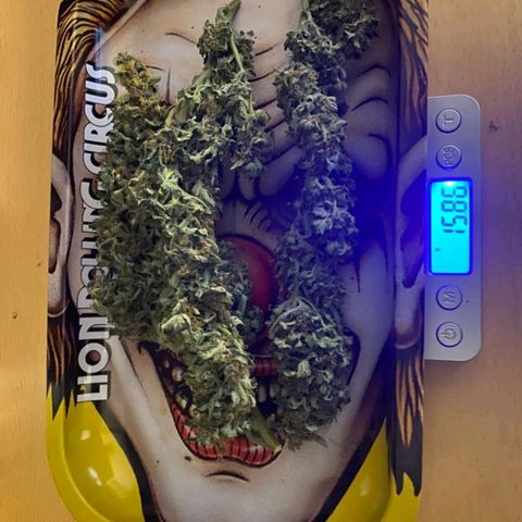 Purple growlog timeline photo