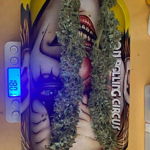 Purple growlog timeline photo