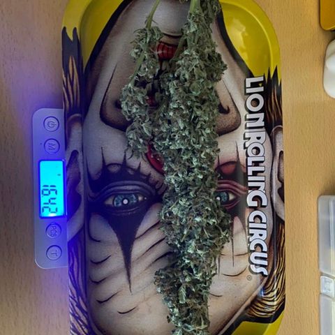 Purple growlog timeline photo