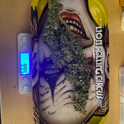Purple growlog timeline photo