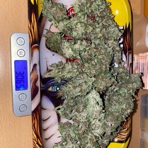Purple growlog timeline photo