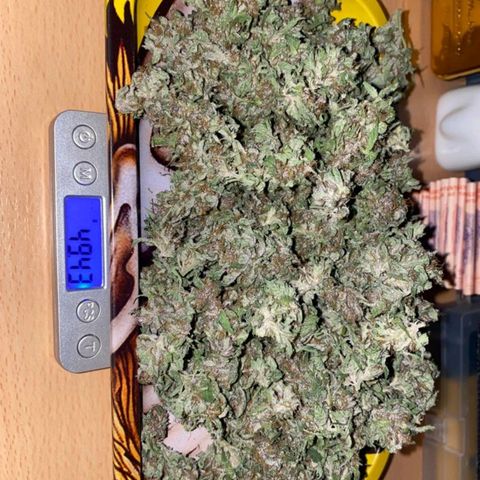Purple growlog timeline photo
