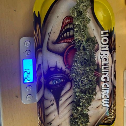 Purple growlog timeline photo