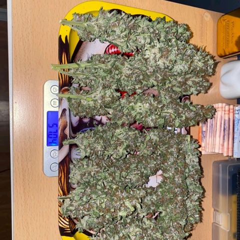 Purple growlog timeline photo