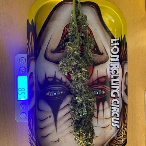 Purple growlog timeline photo