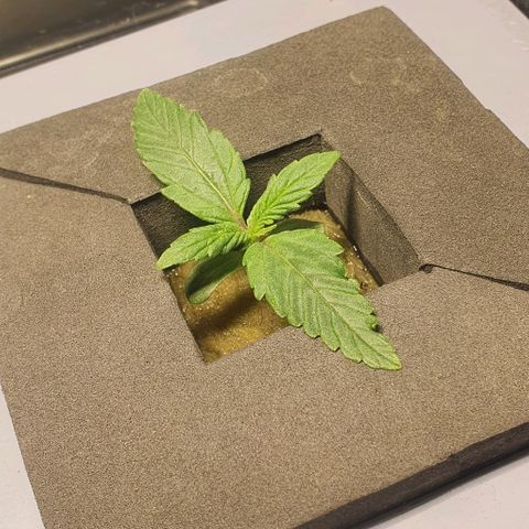 Auto Pineapple Candy growlog timeline photo