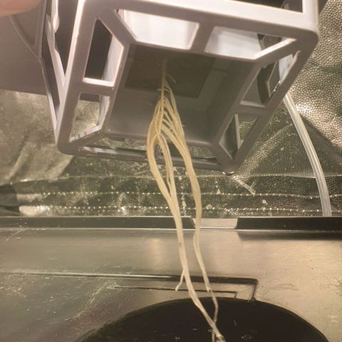 Auto Pineapple Candy growlog timeline photo