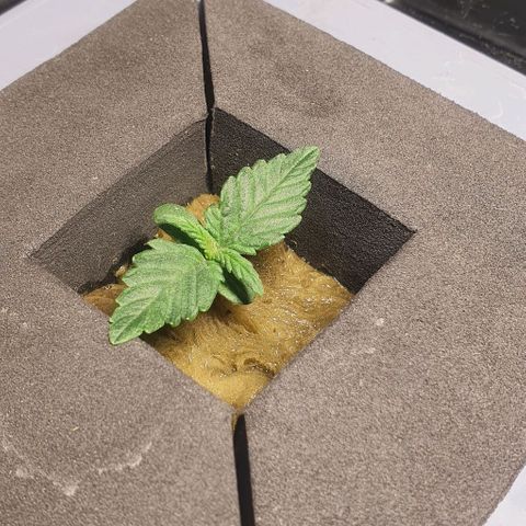Auto Purple Candy growlog timeline photo