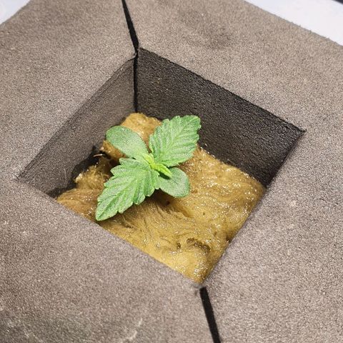 Auto Purple Candy growlog timeline photo