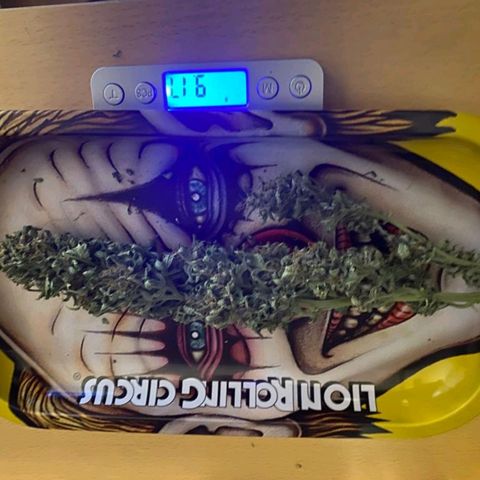 Purple growlog timeline photo