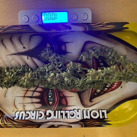 Purple growlog timeline photo