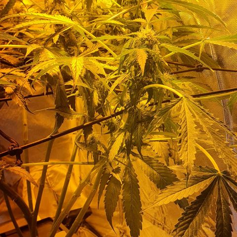 Pineapple growlog timeline photo