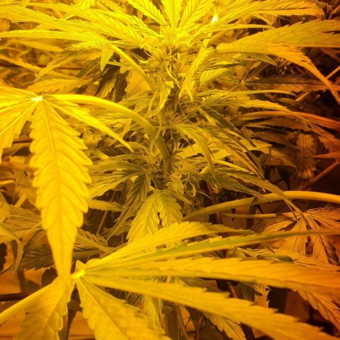 Pineapple growlog timeline photo