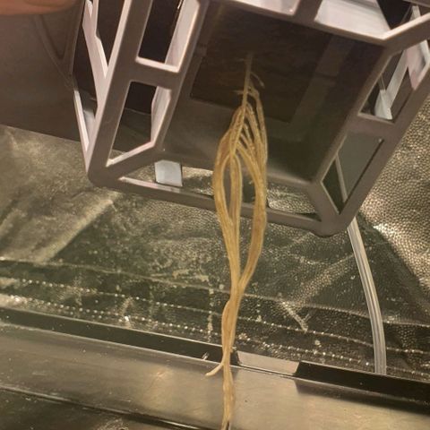 Auto Pineapple Candy growlog timeline photo