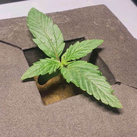 Auto Pineapple Candy growlog timeline photo