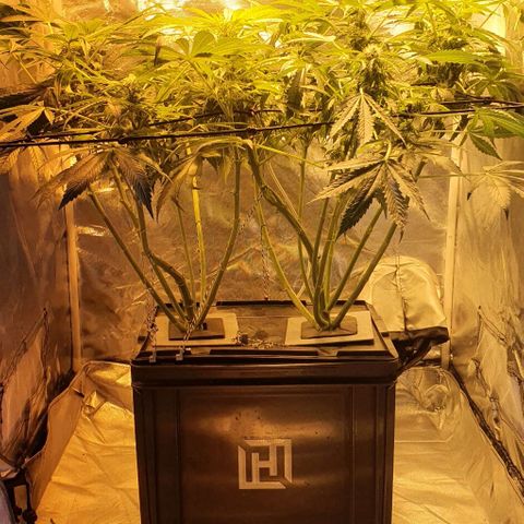 Pineapple growlog timeline photo