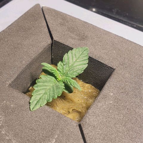 Auto Purple Candy growlog timeline photo