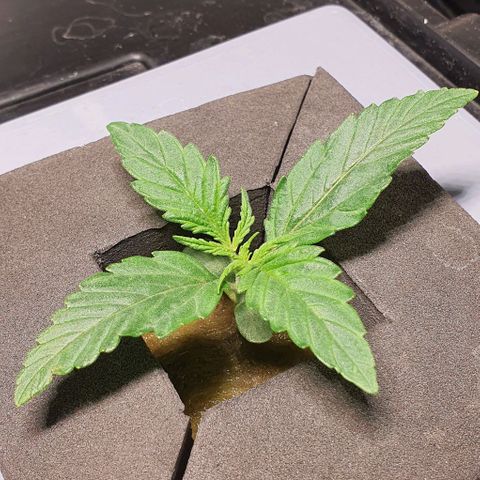 Auto Pineapple Candy growlog timeline photo
