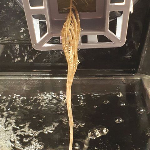 Auto Pineapple Candy growlog timeline photo