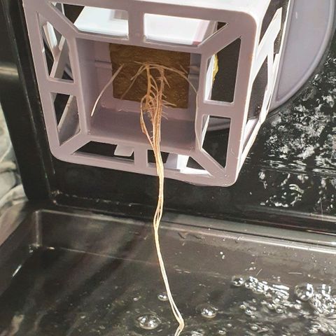 Auto Purple Candy growlog timeline photo