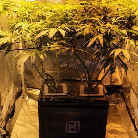 Pineapple growlog timeline photo