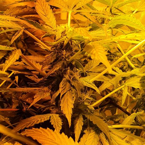 Pineapple growlog timeline photo