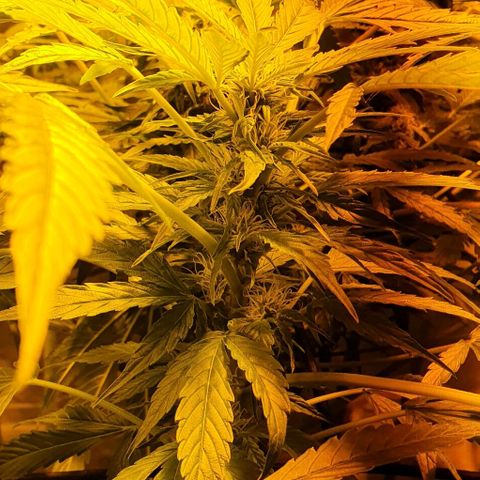 Pineapple growlog timeline photo