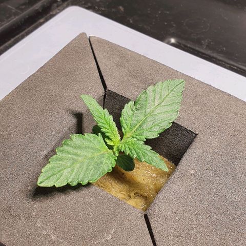 Auto Purple Candy growlog timeline photo
