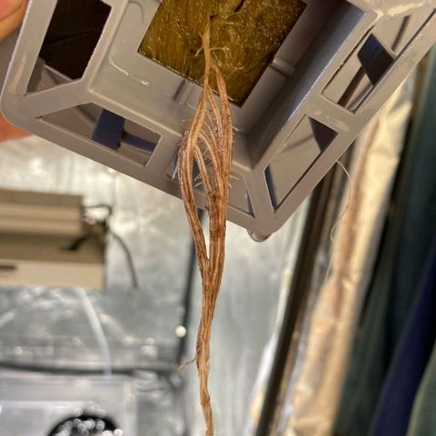 Auto Pineapple Candy growlog timeline photo