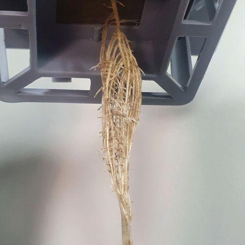 Auto Pineapple Candy growlog timeline photo