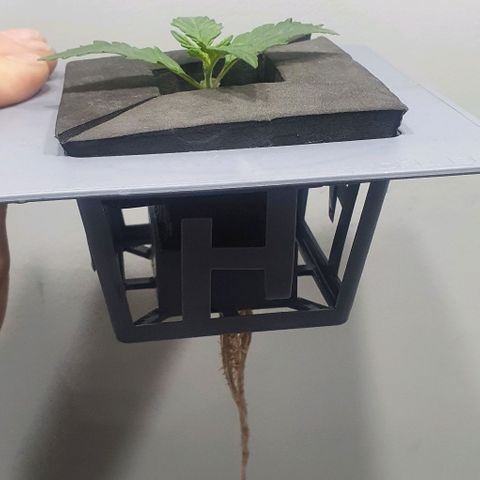Auto Pineapple Candy growlog timeline photo
