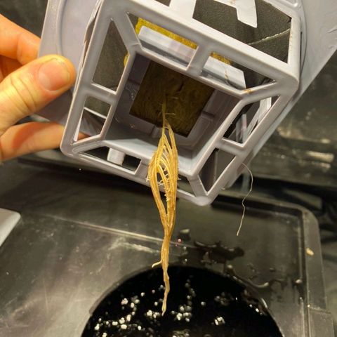 Auto Pineapple Candy growlog timeline photo