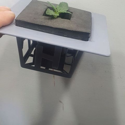 Auto Purple Candy growlog timeline photo