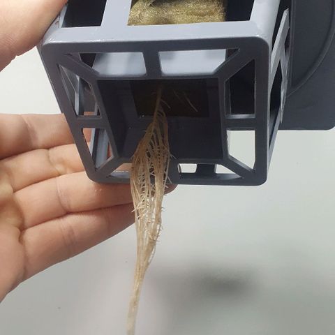 Auto Pineapple Candy growlog timeline photo