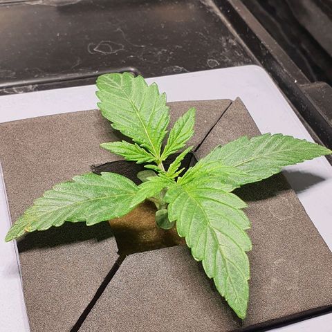 Auto Pineapple Candy growlog timeline photo