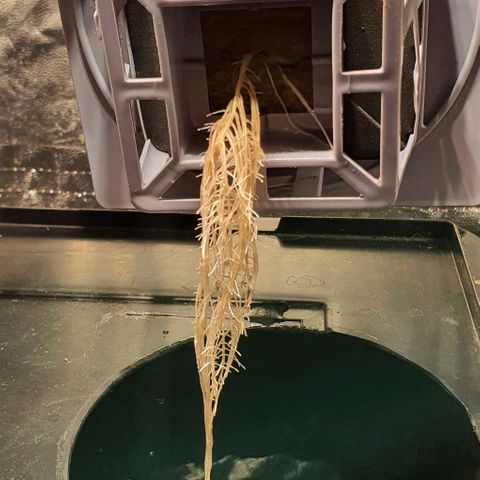 Auto Pineapple Candy growlog timeline photo