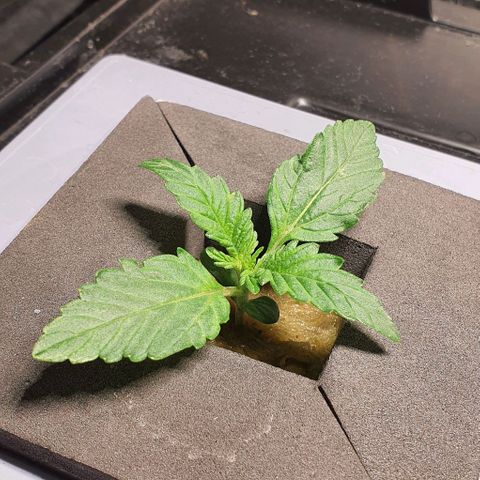 Auto Purple Candy growlog timeline photo