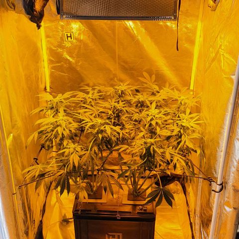 Pineapple growlog timeline photo