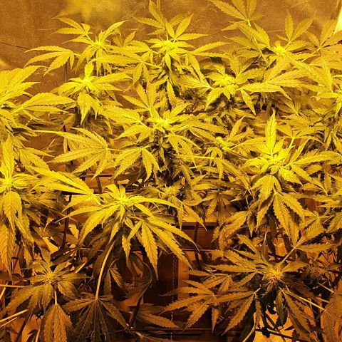Pineapple growlog timeline photo