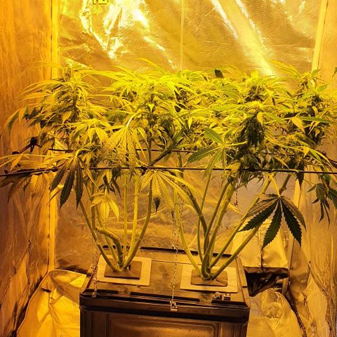 Pineapple growlog timeline photo